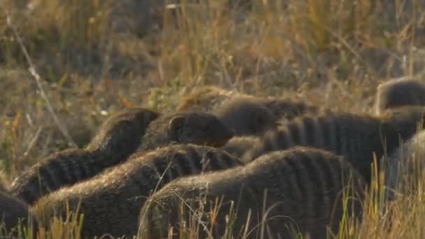 Primer plano de un grupo de mangostas con bandas en la reserva de caza masai mara — Vídeos de Stock