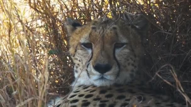 Extreme close-up van het gezicht van een cheetah in Masai Mara — Stockvideo