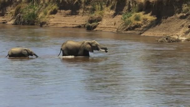 Mor elefant och kalv korsar Mara floden — Stockvideo