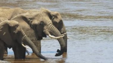 masai mara oyun rezerv mara nehrinden içme afrika filleri yakın