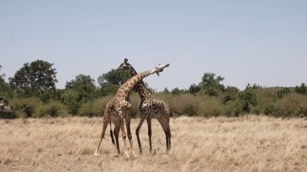 Weids uitzicht op mannelijke giraffen insnoering in Masai Mara, Kenia — Stockvideo