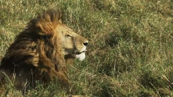 Z bliska widok z boku męskiego Lwa w Masai Mara, Kenia — Wideo stockowe