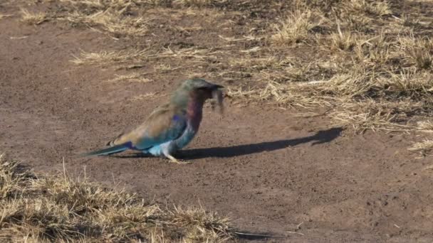 Rodillo de pechuga lila matando a un lagarto golpeándolo en el suelo en Masai mara — Vídeos de Stock