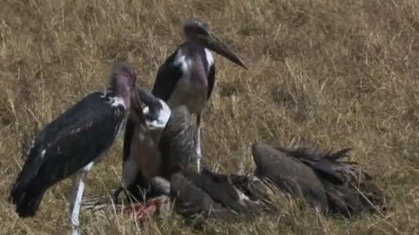 Abutres brancos apoiados e cegonhas alimentando-se de uma zebra morta em masai mara — Vídeo de Stock