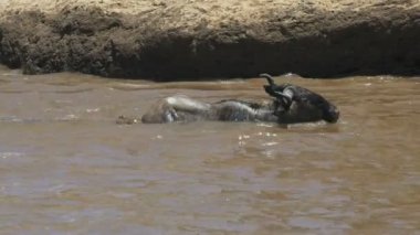 mara nehri geçerken yetişkin bir gnu saldıran iki timsah