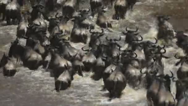Larga exposición de cerca vista aérea trasera del ñus cruzando el río mara — Vídeos de Stock