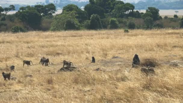 Baboon tropa andando em masai mara reserva de jogo — Vídeo de Stock