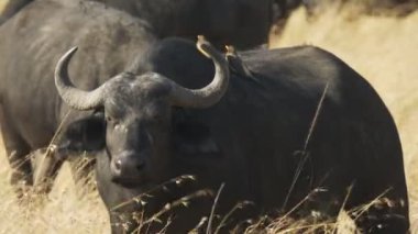 cape buffalo ve masai mara iki oxpecker