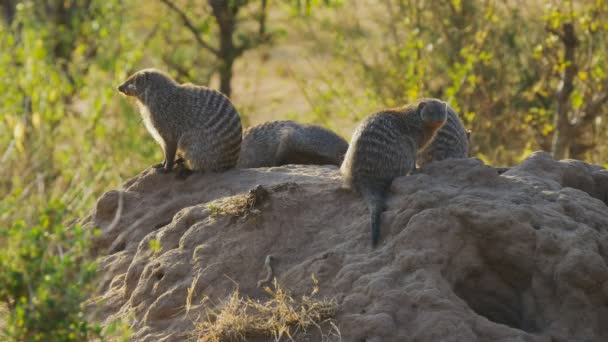 Bandad Mongoose koloni på en termit kulle i Masai Mara — Stockvideo