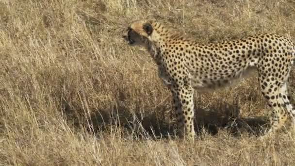 une guépard femelle marchant et faisant face à gauche dans la réserve de chasse masai mara 