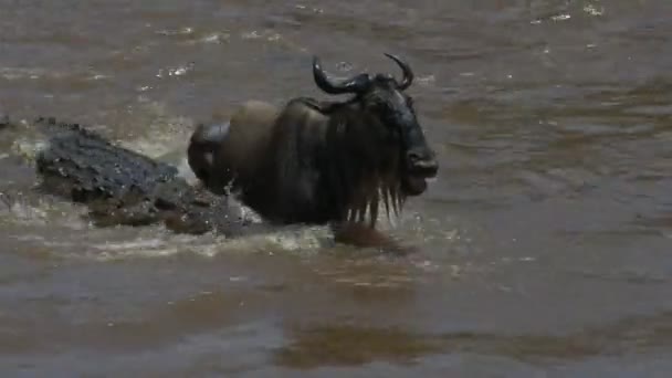 Close-up van een grote krokodil die een volwassen gnoes aanvalt in de Mara-rivier in Masai Mara Game Reserve — Stockvideo