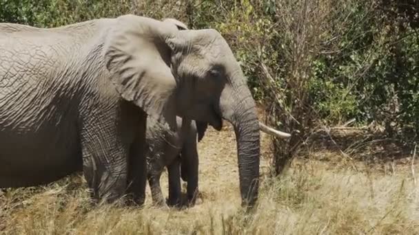 Uma manada de elefantes alimentando-se em masai mara, kenya — Vídeo de Stock