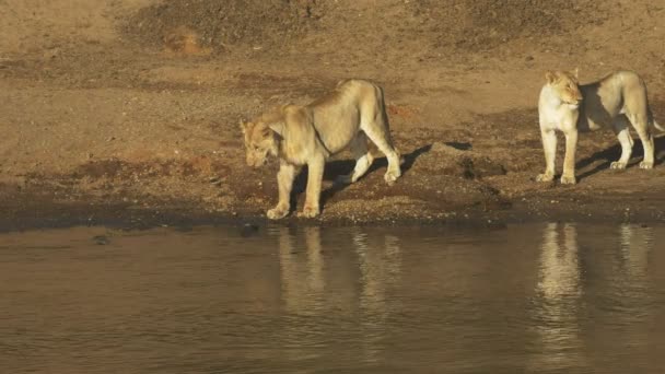 Młody lew myśli o testach wody w Masai Mara, Kenia — Wideo stockowe