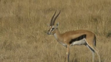 masai mara bir tekinceylan buck damat
