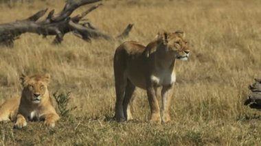 iki dişi aslan masai mara, kenya kendi topraklarında anket