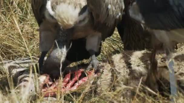 Primo piano di avvoltoi che si nutrono di una zebra morta nella riserva di caccia di Masai Mara — Video Stock