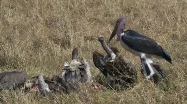 masai mara ölü bir zebra beslenen akbabalar geniş çekim