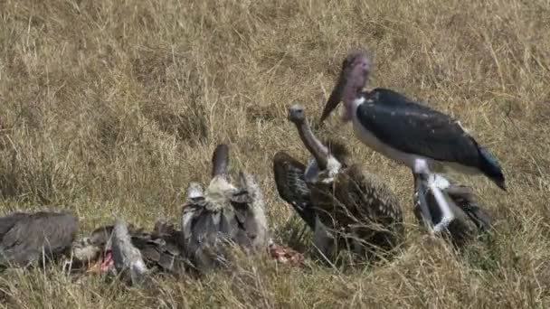 Una vasta gamma di avvoltoi che si nutrono di una zebra morta a masai mara — Video Stock