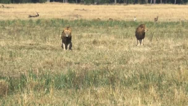 Два молодих леви-чоловіки в коаліції дивитися суперника в масаї Мара — стокове відео