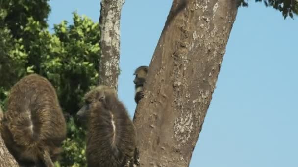 Baby baviaan springt naar een boomstam in Masai Mara — Stockvideo