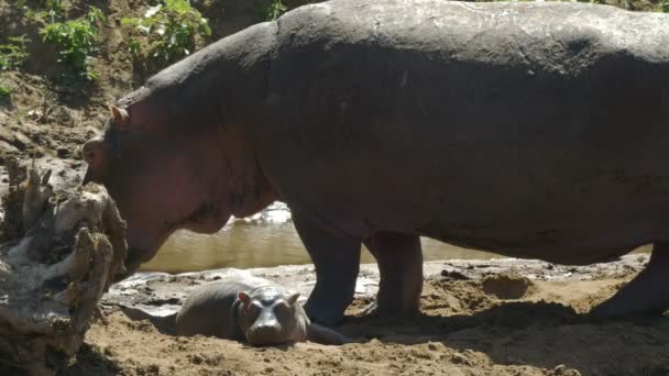 Un ippopotamo bambino sdraiato sulla spiaggia masai mara, kenya — Video Stock