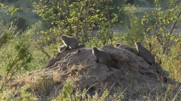 Weite Sicht auf gebänderte Mungos in der Masai Mara — Stockvideo