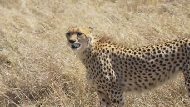 Gepard stojí a dívá se vlevo v Masai Mara