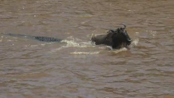 A wildebeest struggles to free itself from a crocodile in the mara river — Stock Video