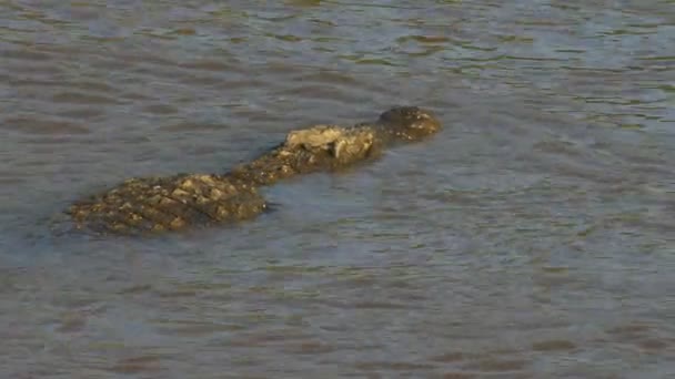 Vue aérienne arrière d'un grand crocodile nageant dans la rivière Mara — Video
