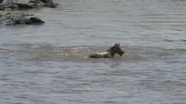 bir timsah saldırır ve masai mara milli parkı mara nehri geçen genç bir zebra boğulur