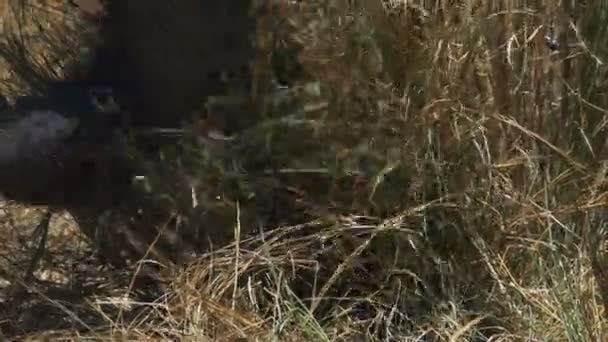 Extremo close-up de tronco de elefante como ele se alimenta em masai mara reserva de caça — Vídeo de Stock