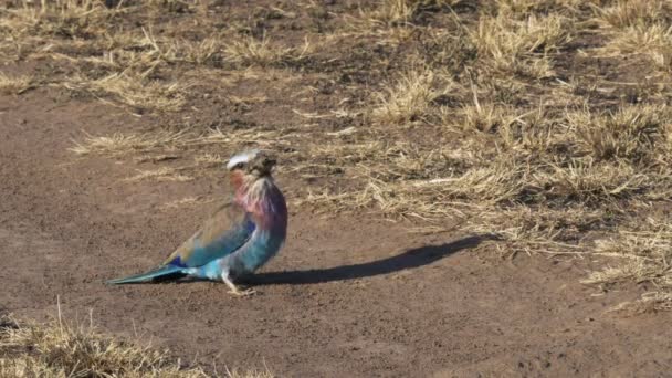 A lilac-breasted roller swallowing lizard in masai mara — Stock Video