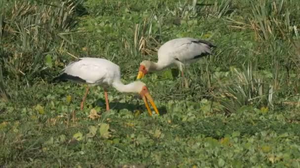 Пара желтоклювых аистов, кормящихся в заповеднике Масаи Мара — стоковое видео