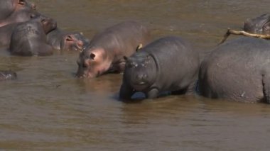 masai mara mara nehri üzerinde duran genç bir su aygırı yüksek açı görünümü