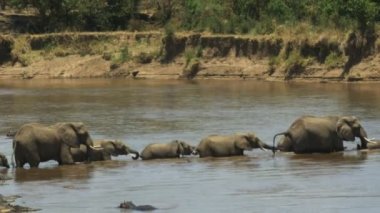 Masai Mara oyun rezervi 'nde Mara Nehri boyunca yürüyen filler sürüsü