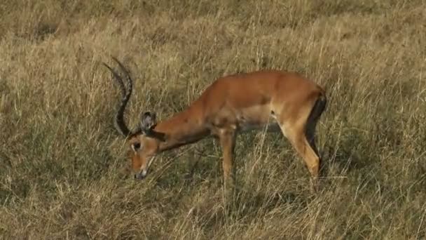 Impala pastoreio em masai mara reserva nacional de caça — Vídeo de Stock