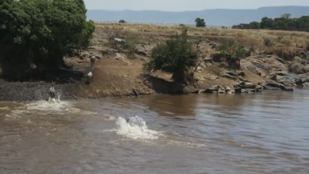 Varias cebras cruzan con seguridad el río mara en Kenya — Vídeo de stock