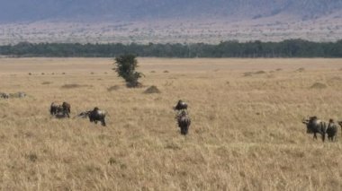 masai mara oyun rezerv yıllık göç üzerinde antilop