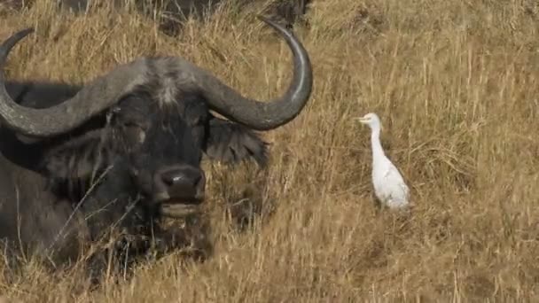 Masai mara sığır egret ve cape buffalo, kenya — Stok video