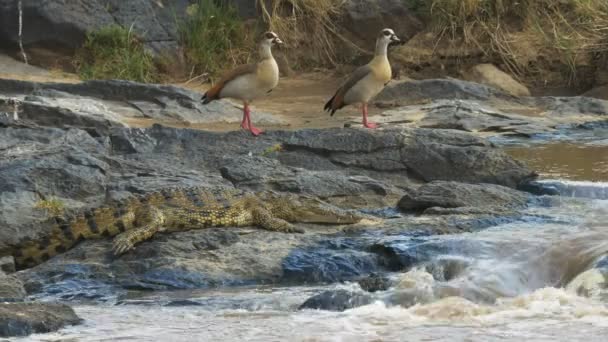 Par egyptiska gäss och en krokodil vid kanten av Mara River — Stockvideo