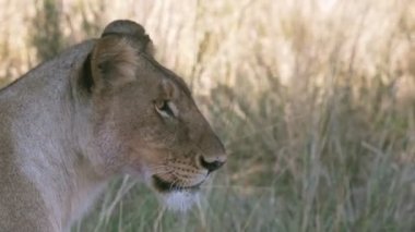 masai mara bir dişi aslan profil görünümü yakın