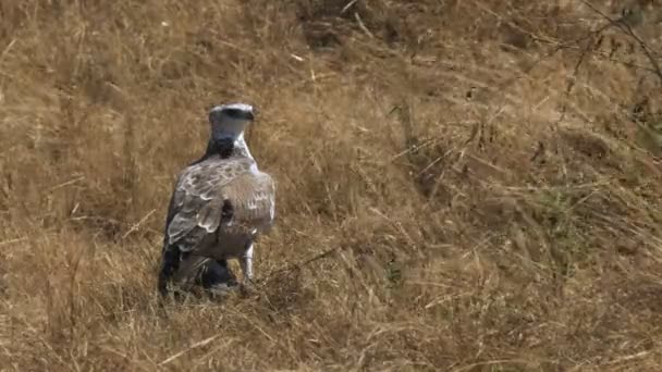 Águila marcial inmadura en reserva nacional masai mara — Vídeos de Stock