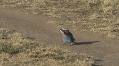 masai mara oyun rezerv bir leylak göğüslü silindir tarafından öldürülen bir kertenkele uzun atış
