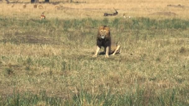 Samec lva sedí a pozoruje něco v Masai Mara — Stock video