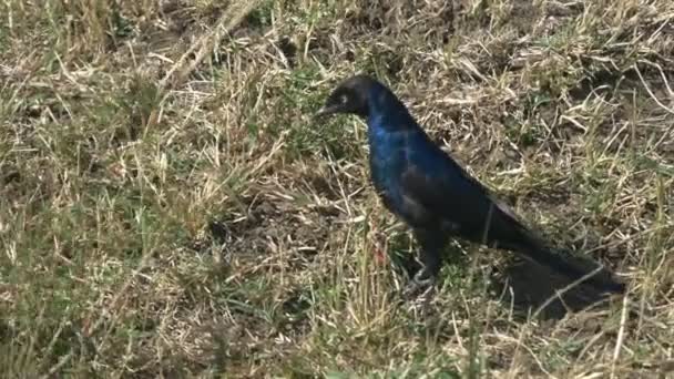 Ruppells Starling na ziemi w Masai Mara — Wideo stockowe