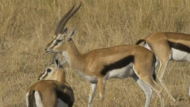 Thompson gazelle buck facing the camera turns and walks right in masai mara game reserve — Stock Video