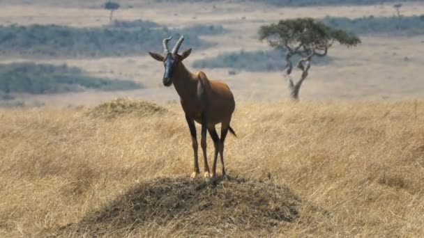 Front on view of topi on a termite mound in masai mara — Stock Video