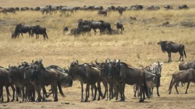 masai mara mara nehri de antilop sürüsü, kenya