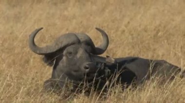 bir pelerin buffalo oturur ve masai mara oyun rezerv onun cud çiğner