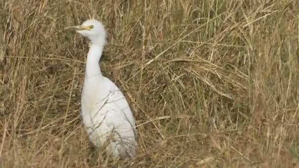 Nahaufnahme eines Kuhreihers in der Masai Mara, Kenia — Stockvideo